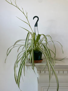 reverse hanging plants Spider Plant 'Reverse' – Dirt Bag