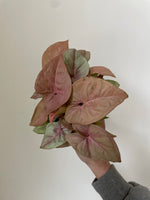 Load image into Gallery viewer, Syngonium 'Strawberry'
