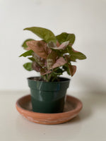 Load image into Gallery viewer, Syngonium 'Strawberry'
