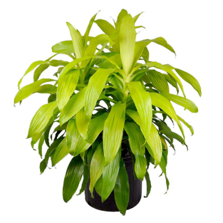 Dracaena 'Limelight'