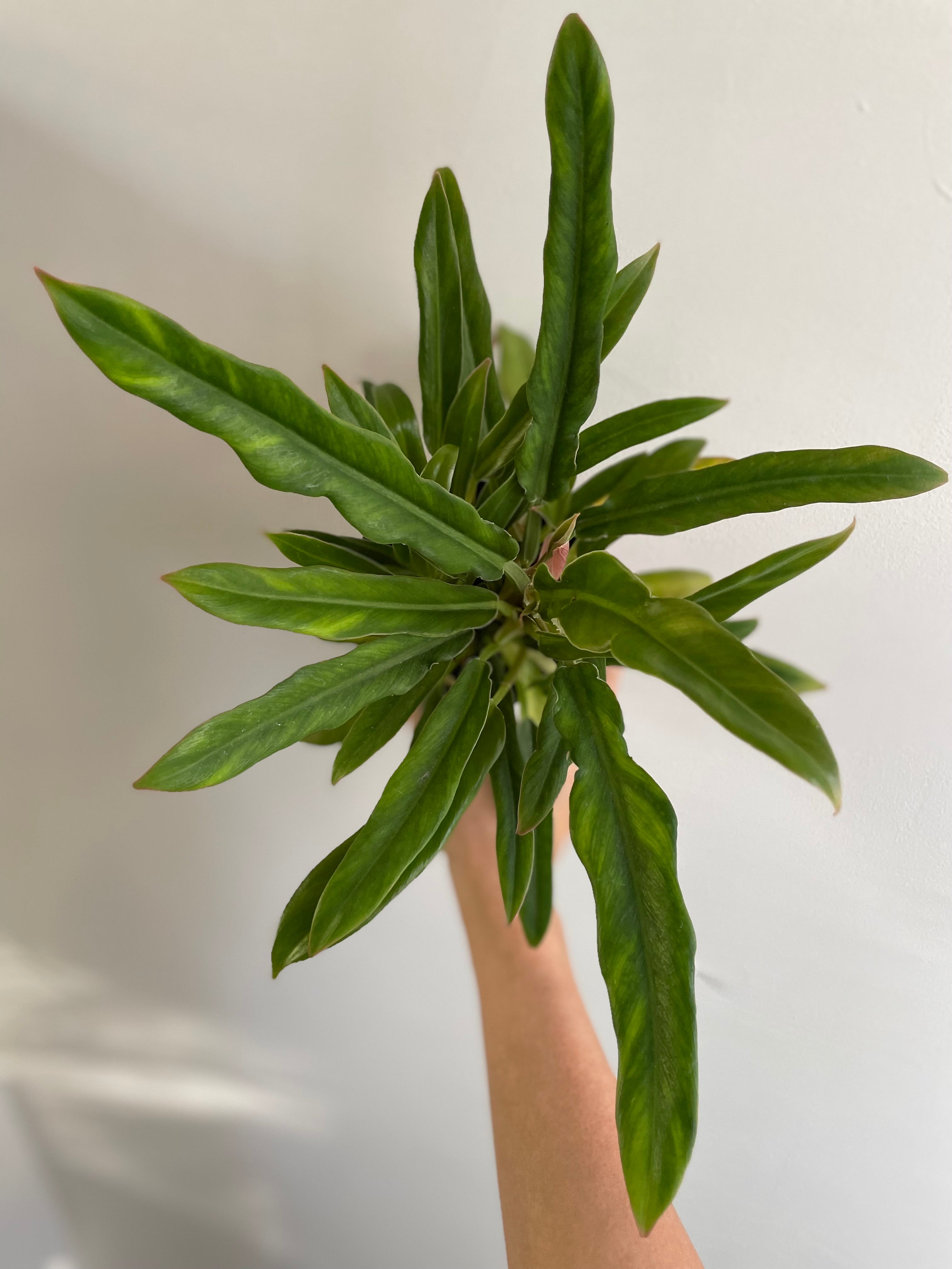 Philodendron ‘Jungle Boogie’