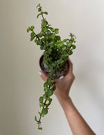 Load image into Gallery viewer, Dirt Bag_ Dwarf Jade Bonsai

