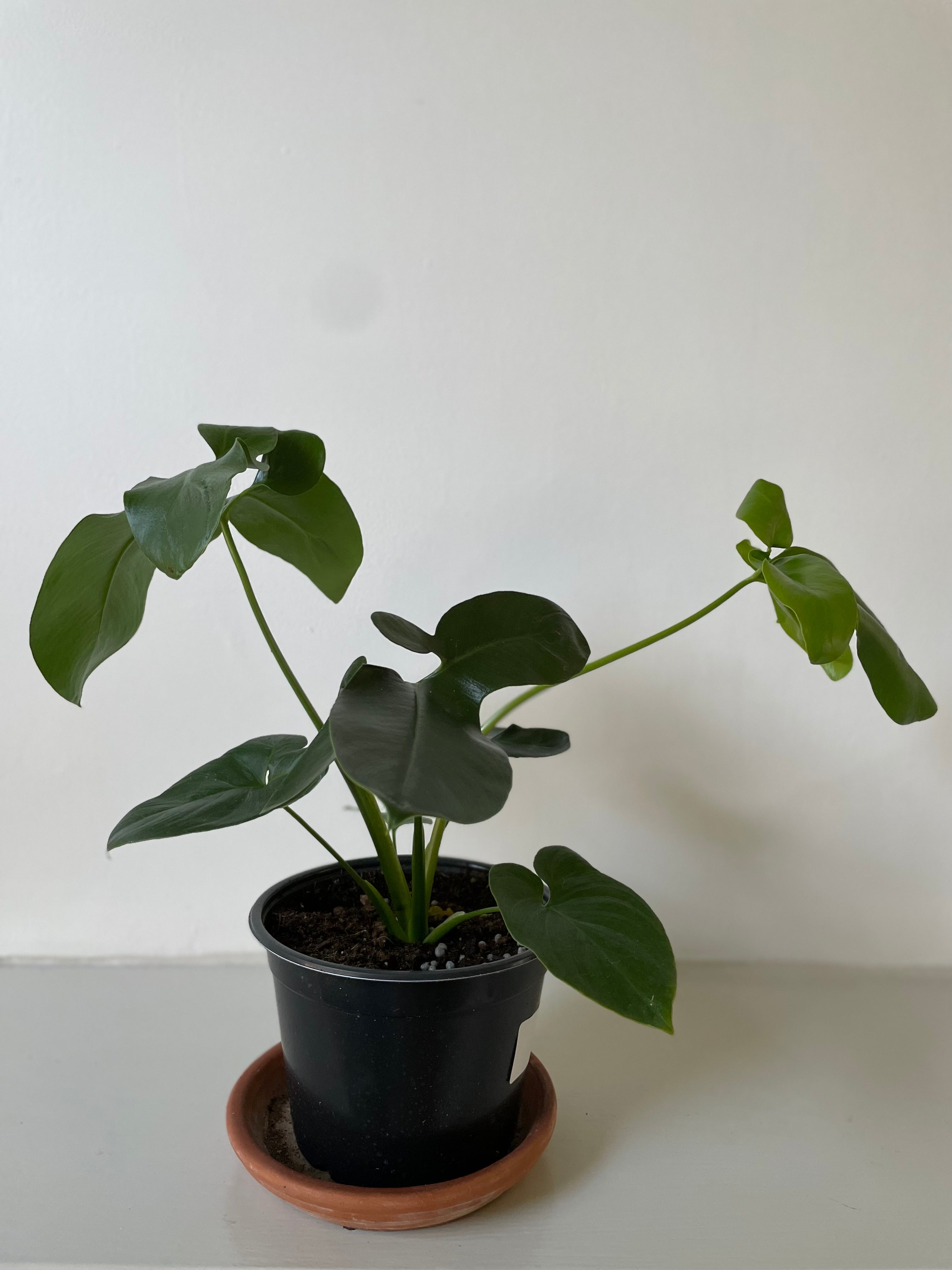 philodendron goeldii price Philodendron 'Goeldii' – Dirt Bag