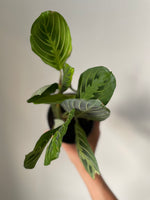 Load image into Gallery viewer, maranta lemon lime
