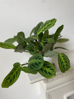 Load image into Gallery viewer, Maranta 'Lemon Lime'
