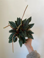 Load image into Gallery viewer, Dirt Bag Peperomia 'Rosso'
