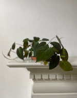Load image into Gallery viewer, Dirt Bag_Philodendron 'Mican'
