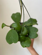 Load image into Gallery viewer, Dirt Bag_Hoya Kerrii 'Sweetheart'
