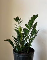 Load image into Gallery viewer, Dirt Bag_ Zamioculcas Zamiifolia ZZ

