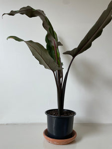 Alocasia Lauterbachiana 'Purple Sword'