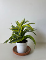 Load image into Gallery viewer, Dracaena 'Lemon Surprise'
