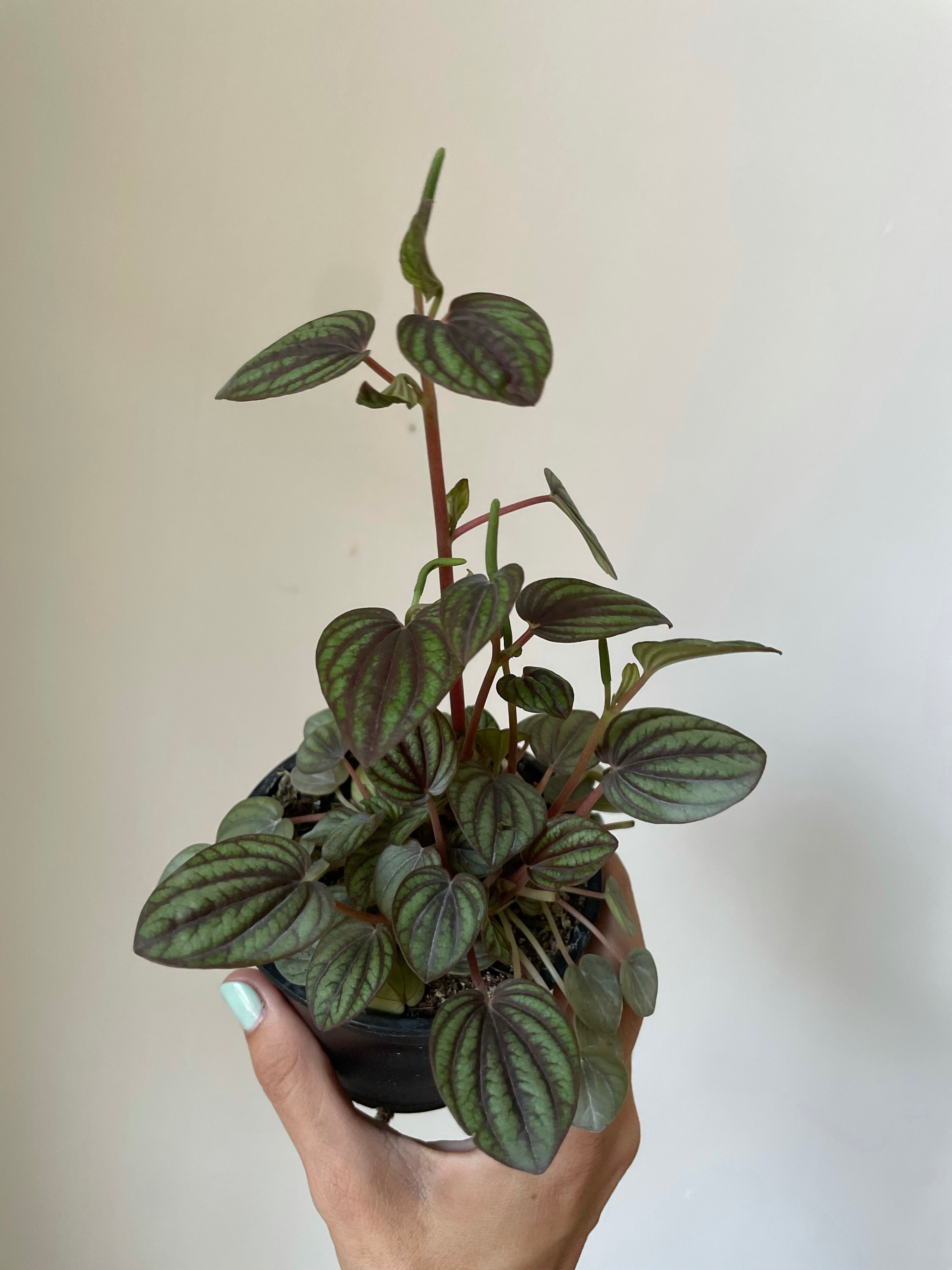 Peperomia 'Piccolo Banda'