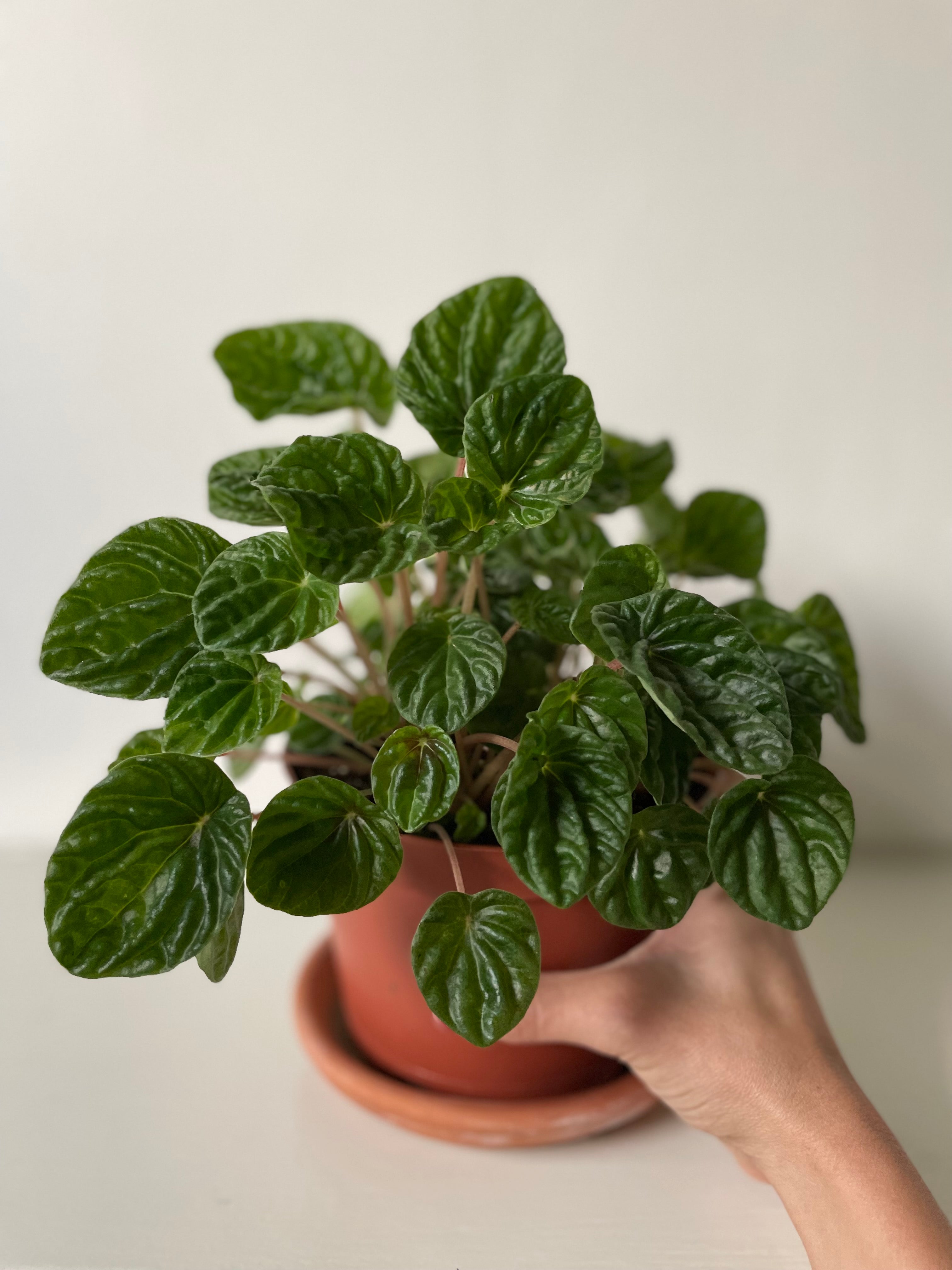 Peperomia 'Emerald Ripple'