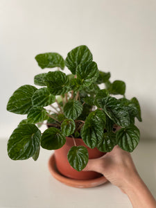 Peperomia 'Emerald Ripple'