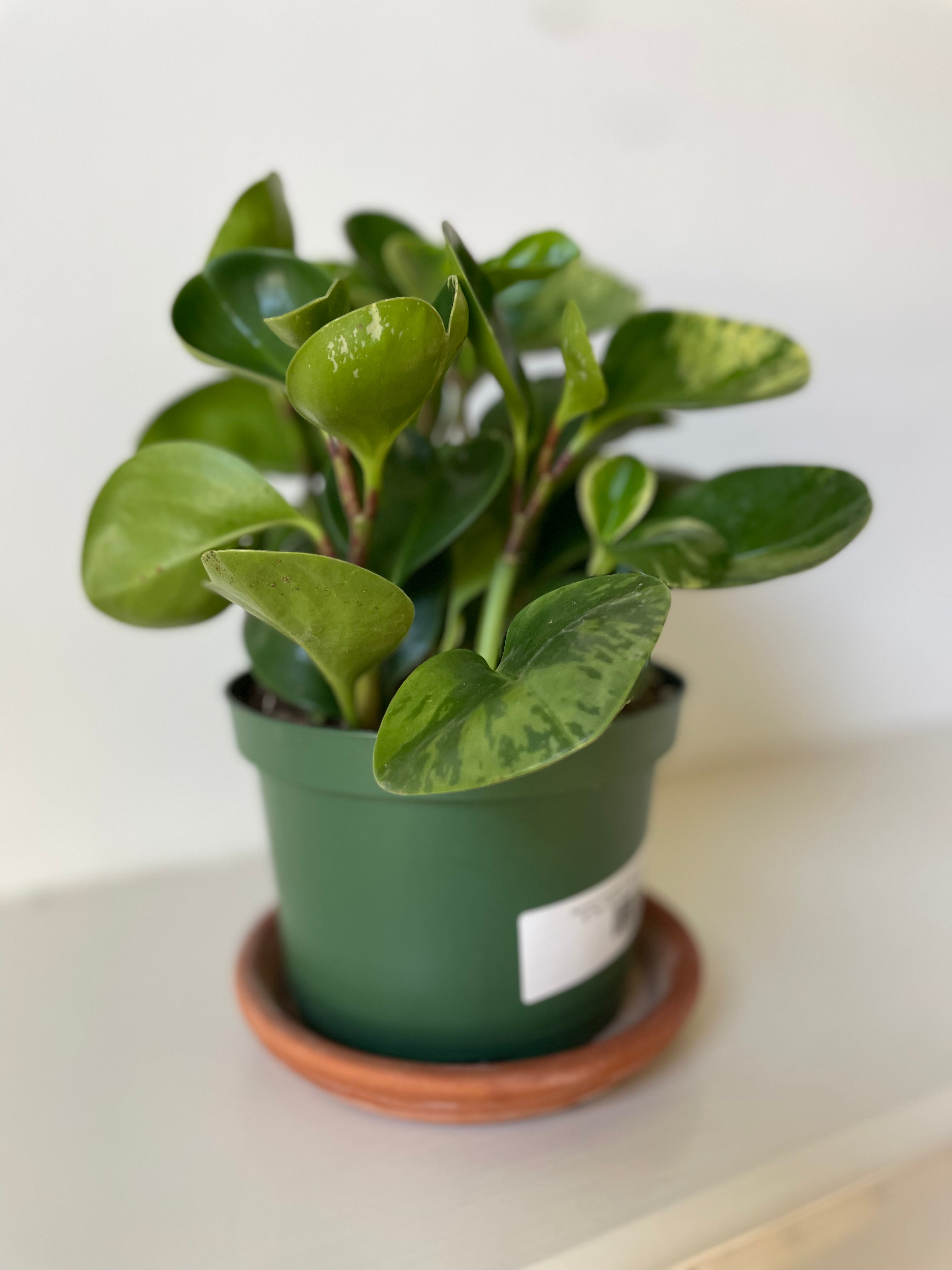 Peperomia Obtusifolia Variegata 'Variegated Baby Rubber Plant'