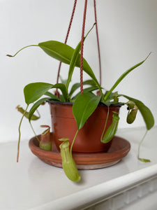 Carnivorous 'Monkey Cup' Plant