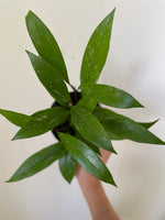 Load image into Gallery viewer, Dirt Bag_Hoya Pubicalyx Splash

