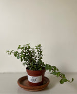 Load image into Gallery viewer, Dirt Bag_ Dwarf Jade Bonsai
