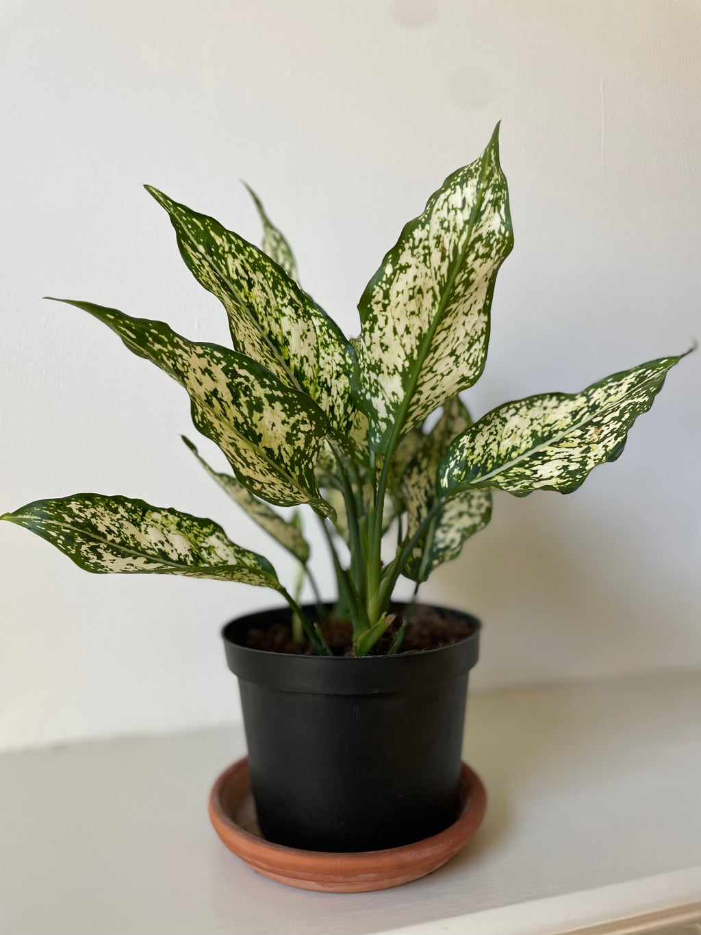 Dirt Bag_ Aglaonema Chinese Evergreen 'First Diamond'