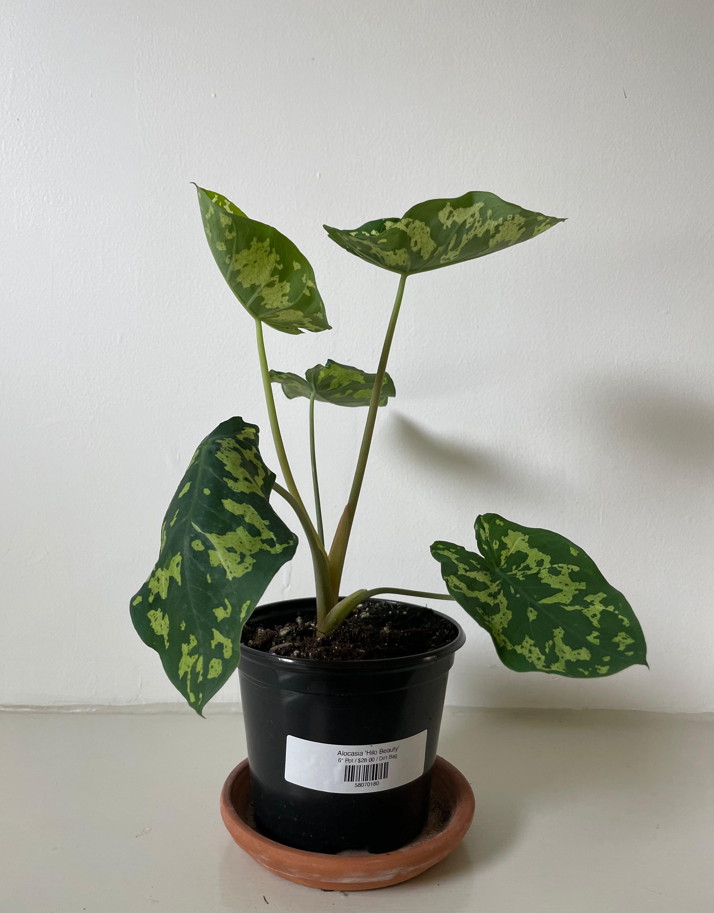 hilo beauty elephant ear plant Alocasia 'Hilo Beauty' – Dirt Bag