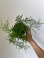 Load image into Gallery viewer, Fern 'Plumosus'
