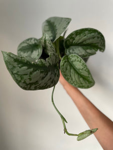 silver splash pothos for sale Scindapsus 'Silver Splash' – Dirt Bag