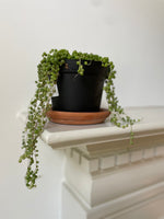 Load image into Gallery viewer, String of Pearls
