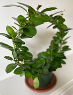 Load image into Gallery viewer, Hoya 'Australis'
