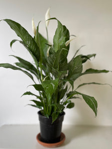 Dirt Bag_Domino Peace Lily