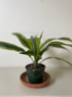 Load image into Gallery viewer, Dirt Bag_ Dracaena Deremensis 'Lemon Surprise'
