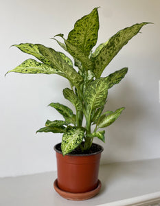 Dieffenbachia 'Amy'