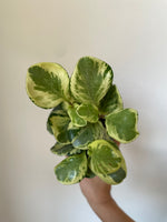 Load image into Gallery viewer, Peperomia 'Marble'

