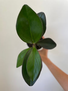 Peperomia Obtusifolia 'Red Margin'