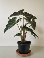 Load image into Gallery viewer, Alocasia Polly 'African Mask'
