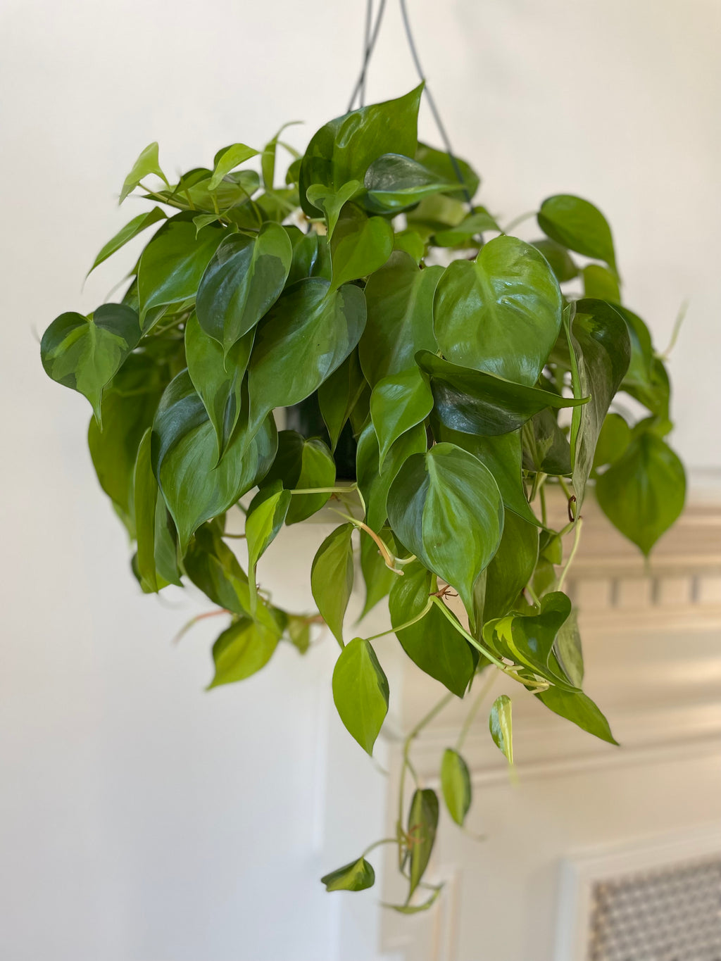 Philodendron 'Brasil'