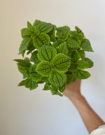 Load image into Gallery viewer, Pilea 'Moon Valley'
