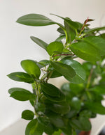 Load image into Gallery viewer, Hoya 'Australis'
