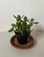 Load image into Gallery viewer, Crassula Ovata 'Jade Plant'
