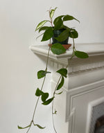 Load image into Gallery viewer, Hoya Carnosa ‘Krimson Princess’
