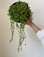 Load image into Gallery viewer, String of Pearls
