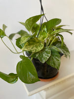 Load image into Gallery viewer, Pothos 'Marble Queen'
