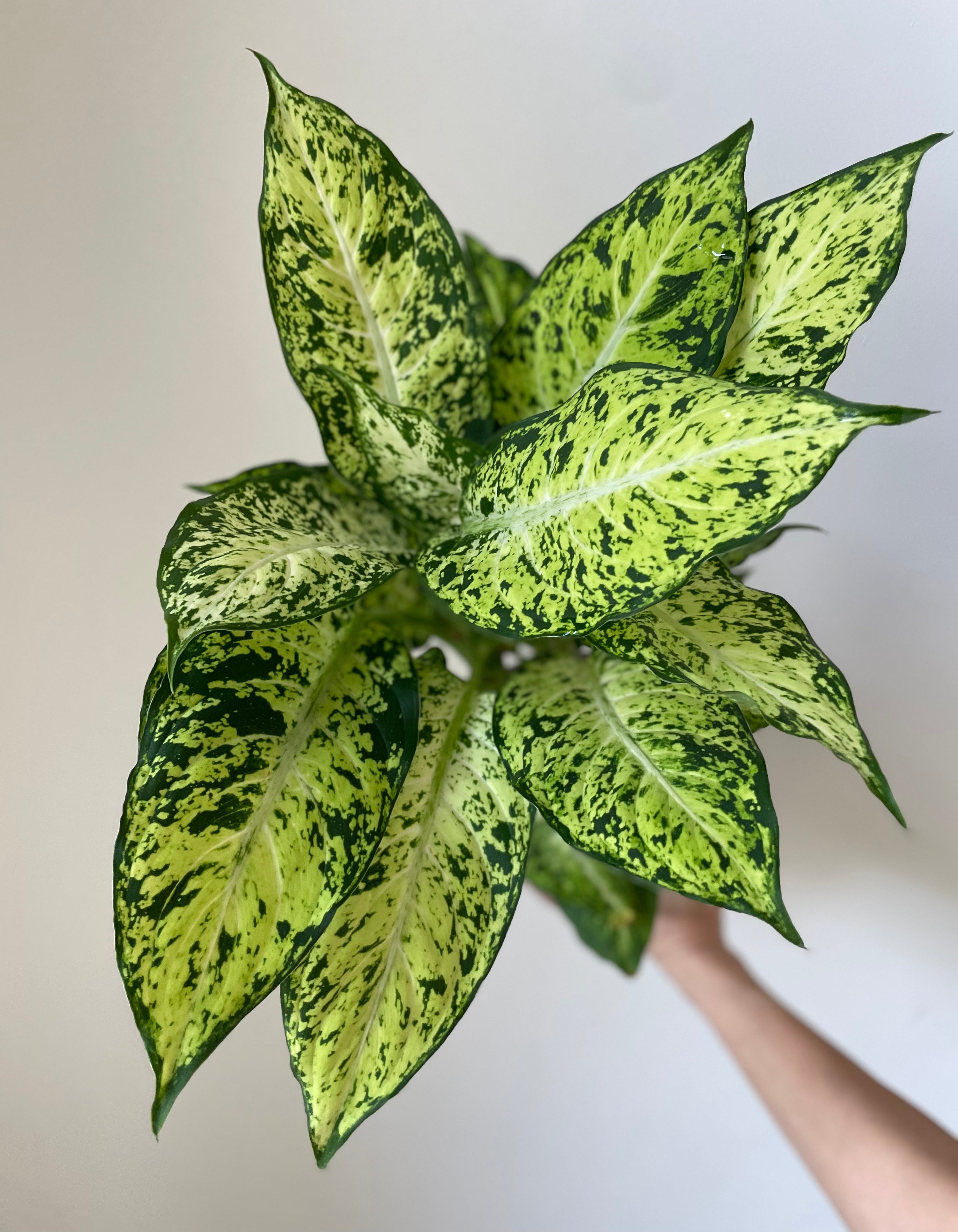 Dieffenbachia 'Amy'