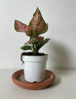 Load image into Gallery viewer, Dirt Bag_ Chinese Evergreen 'Lady Valentine'
