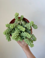 Load image into Gallery viewer, Succulent 'Donkey's Tail'
