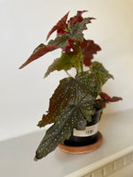 Load image into Gallery viewer, Begonia Maculata 'Angel Wing'
