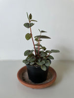 Load image into Gallery viewer, Peperomia 'Piccolo Banda'
