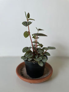 Peperomia 'Piccolo Banda'