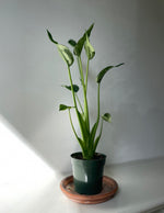 Load image into Gallery viewer, Dirt Bag_ Alocascia "Tiny Dancer"
