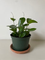 Load image into Gallery viewer, Hoya 'Australis'
