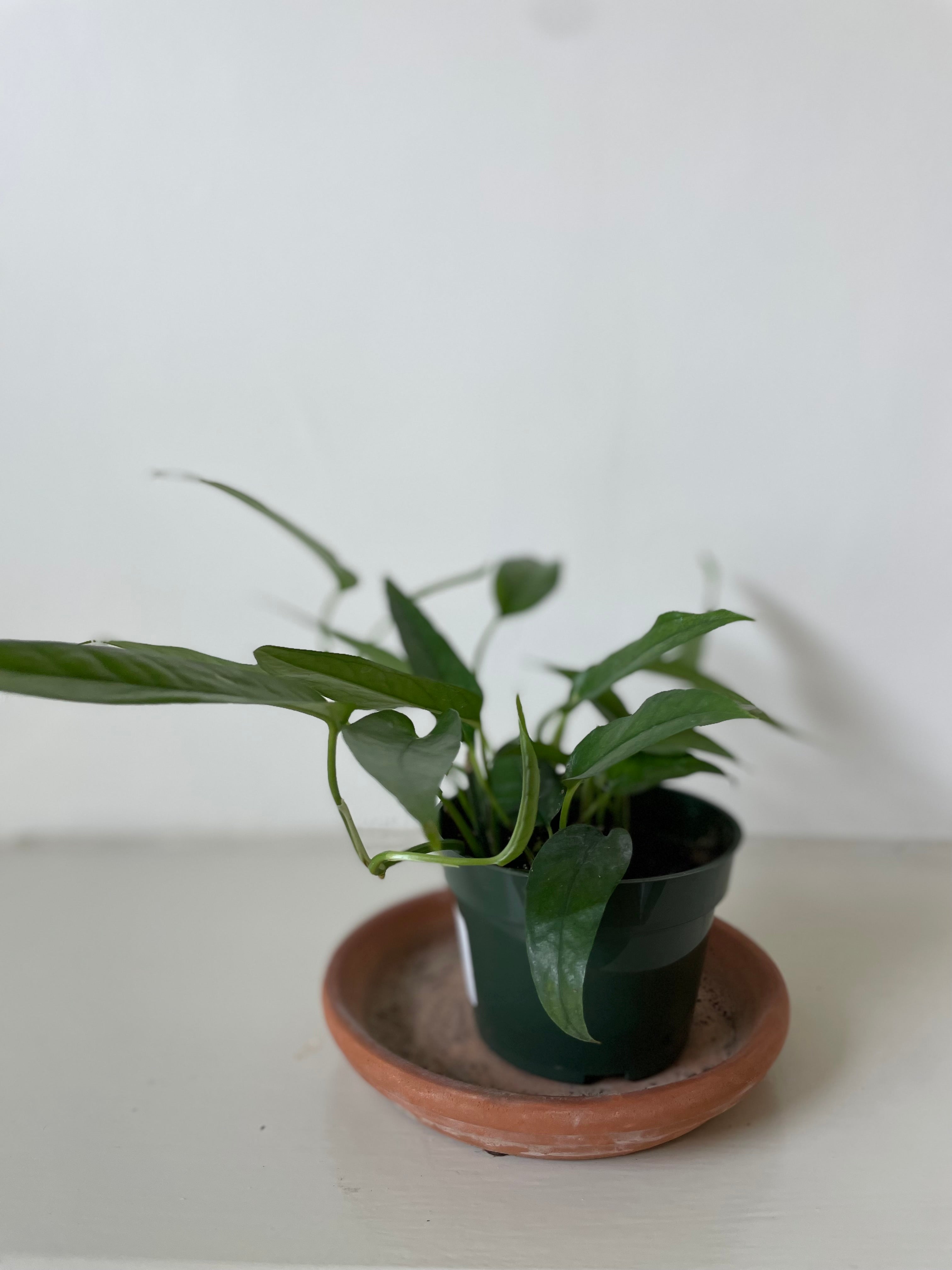 'Baltic Blue' Pothos